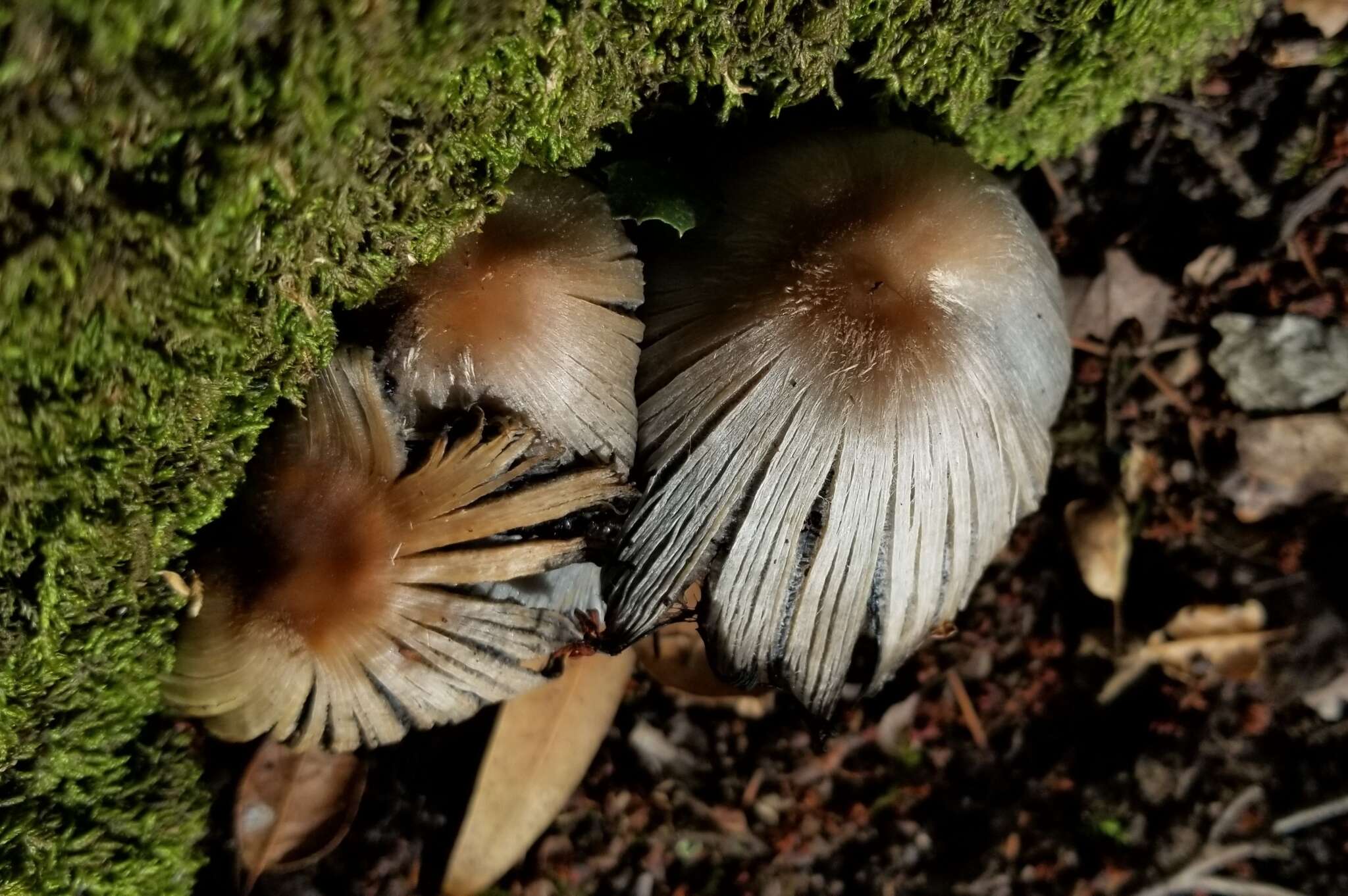 Imagem de Coprinopsis insignis (Peck) Redhead, Vilgalys & Moncalvo 2001