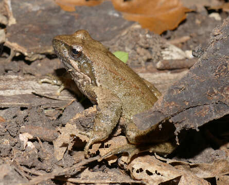 Image of Italian Stream Frog