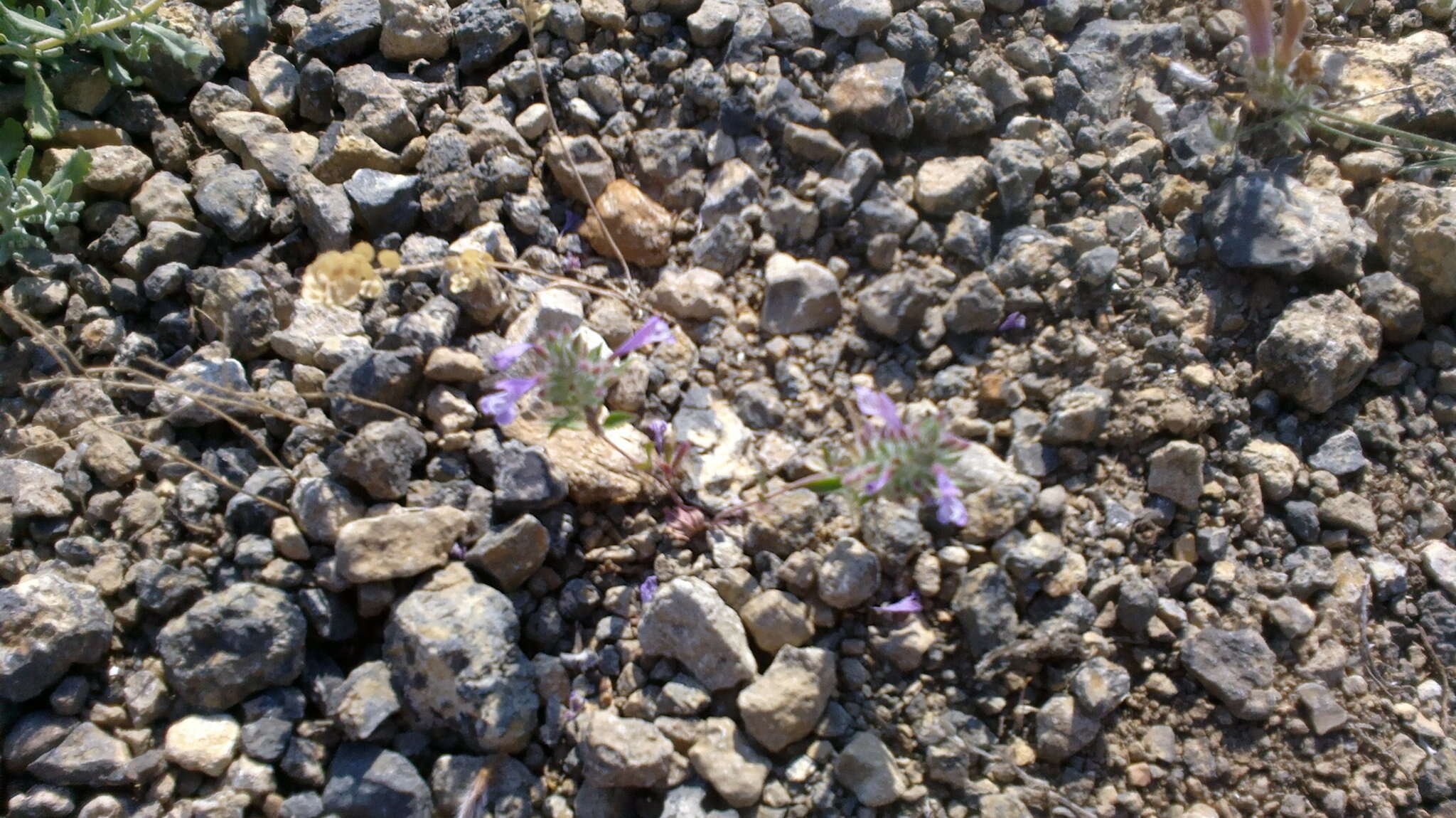 Image of Ziziphora taurica subsp. taurica