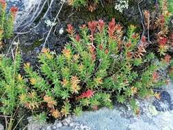 Image of Rhodiola coccinea (Royle) A. Boriss.