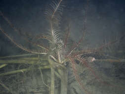 Image of Mediterranean feather star