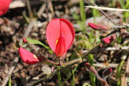 Plancia ëd Kennedia prostrata R. Br.