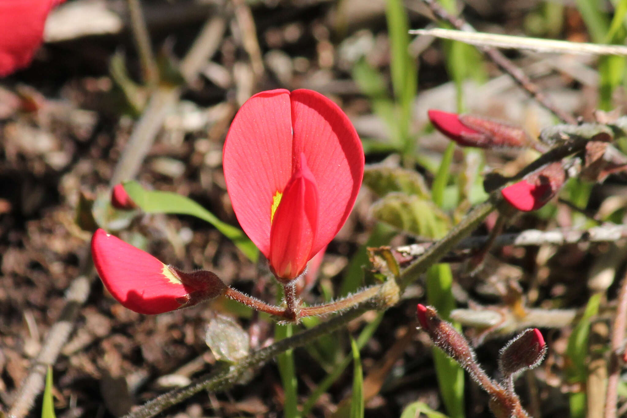 Plancia ëd Kennedia prostrata R. Br.