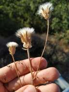 صورة Crepis alpina L.