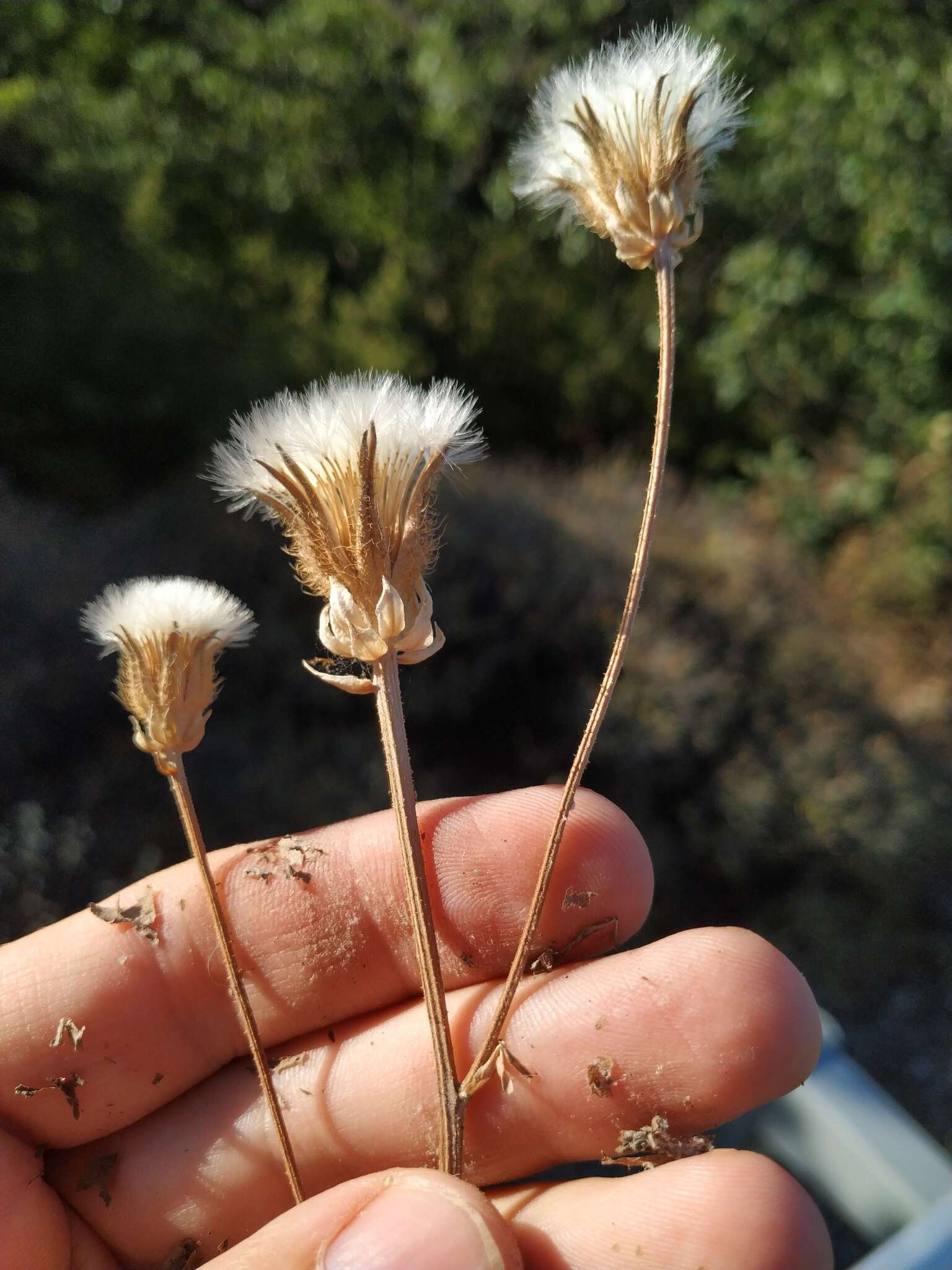 Image of Crepis alpina L.