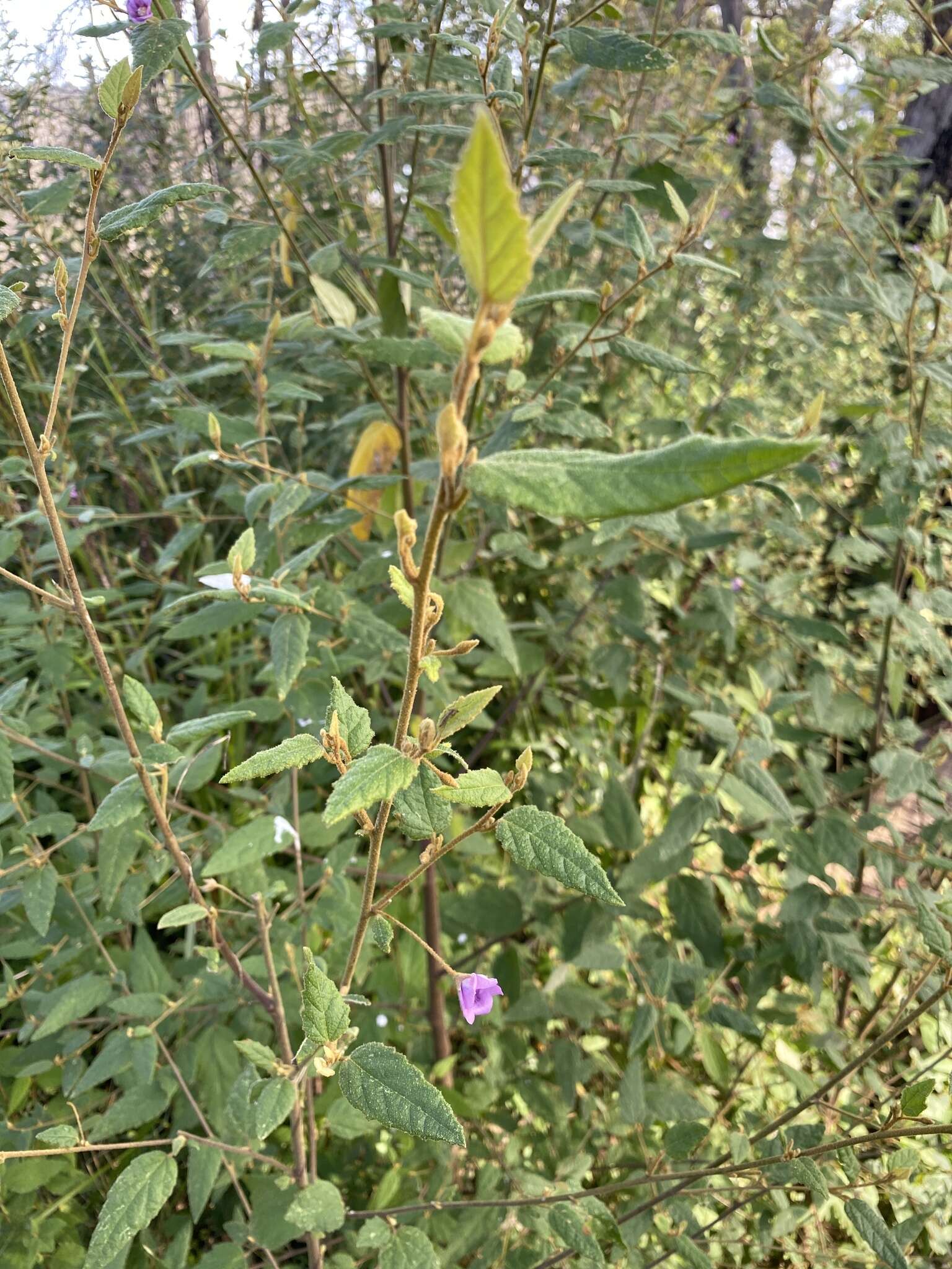 Image of Howittia trilocularis F. Müll.