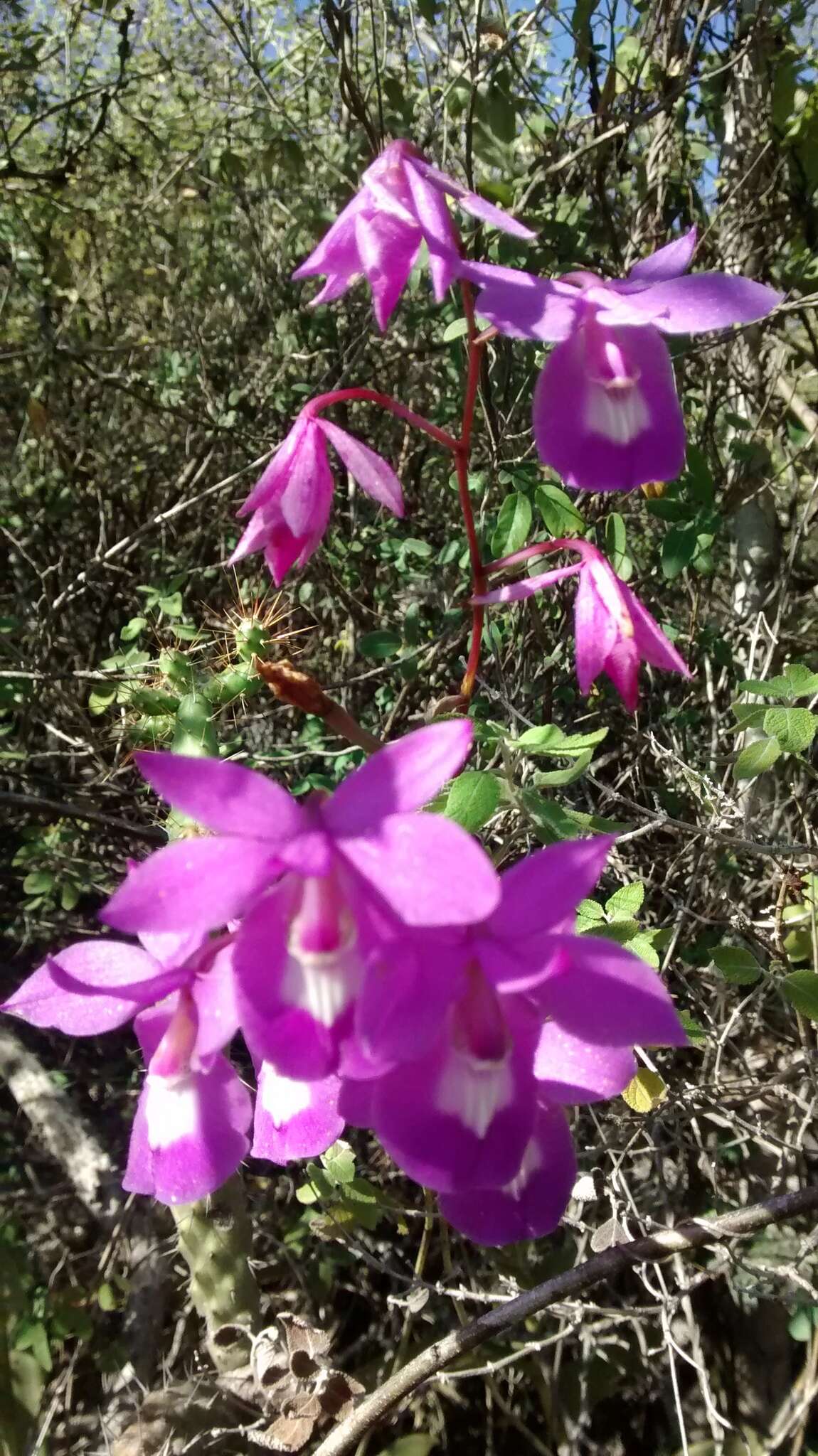 Image of Barkeria lindleyana subsp. vanneriana (Rchb. fil.) Thien