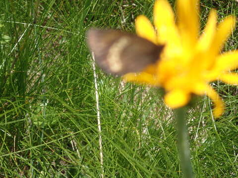 Image of Yellow-banded Ringlet