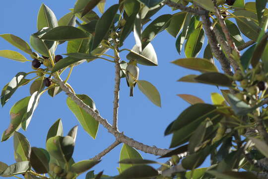 Image of Western Silvereye