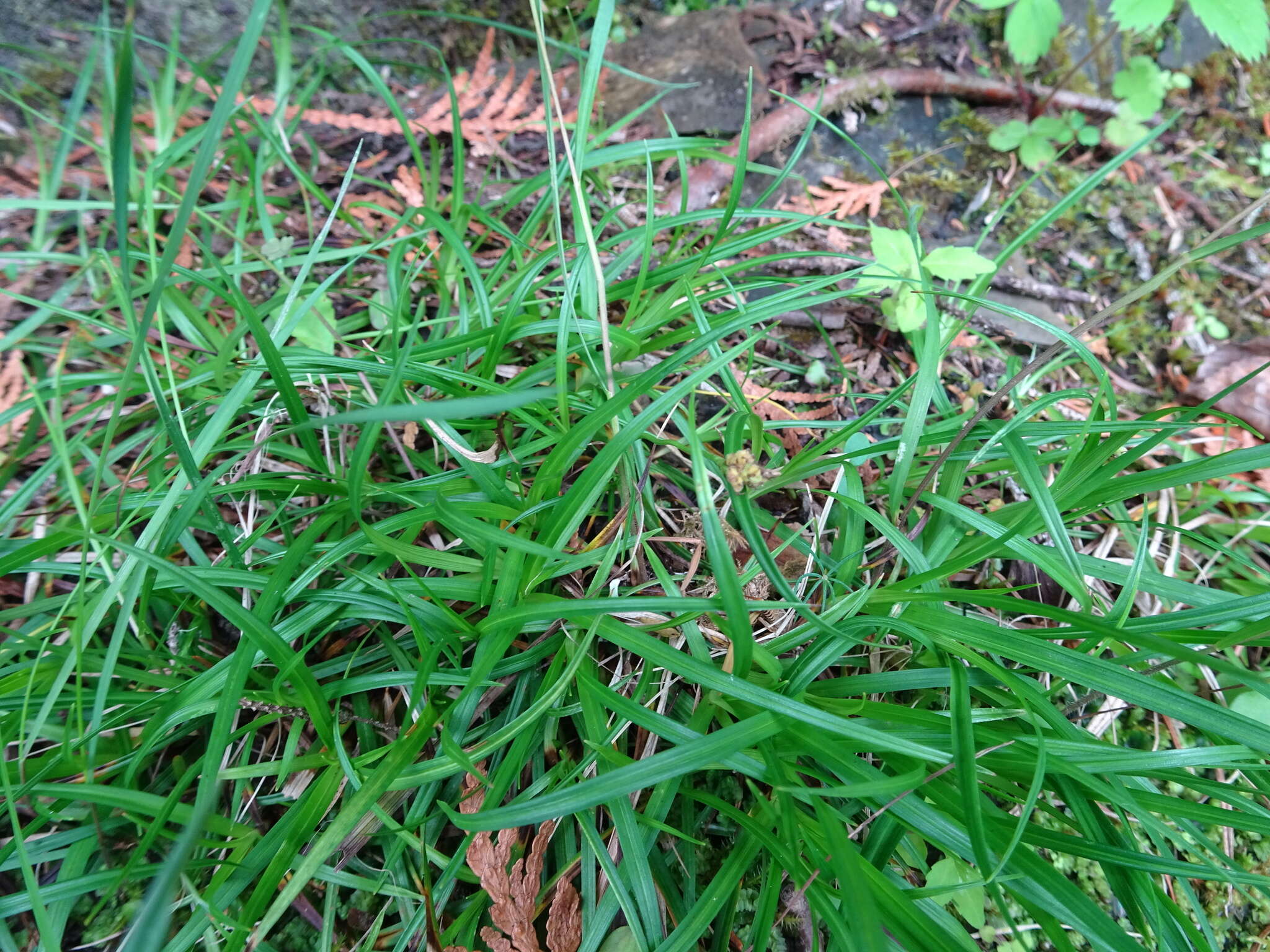 Image of low northern sedge