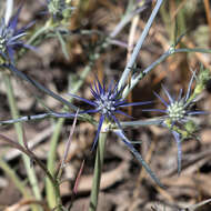 Imagem de Eryngium ovinum A. Cunn.