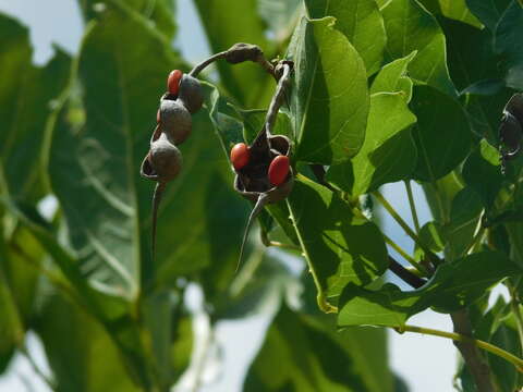 Imagem de Erythrina goldmanii Standl.