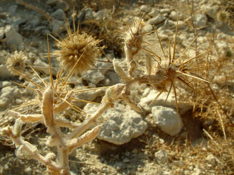 Слика од Centaurea lanulata Eig