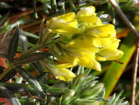 Image of Aspalathus heterophylla subsp. lotoides (Thunb.) R. Dahlgren