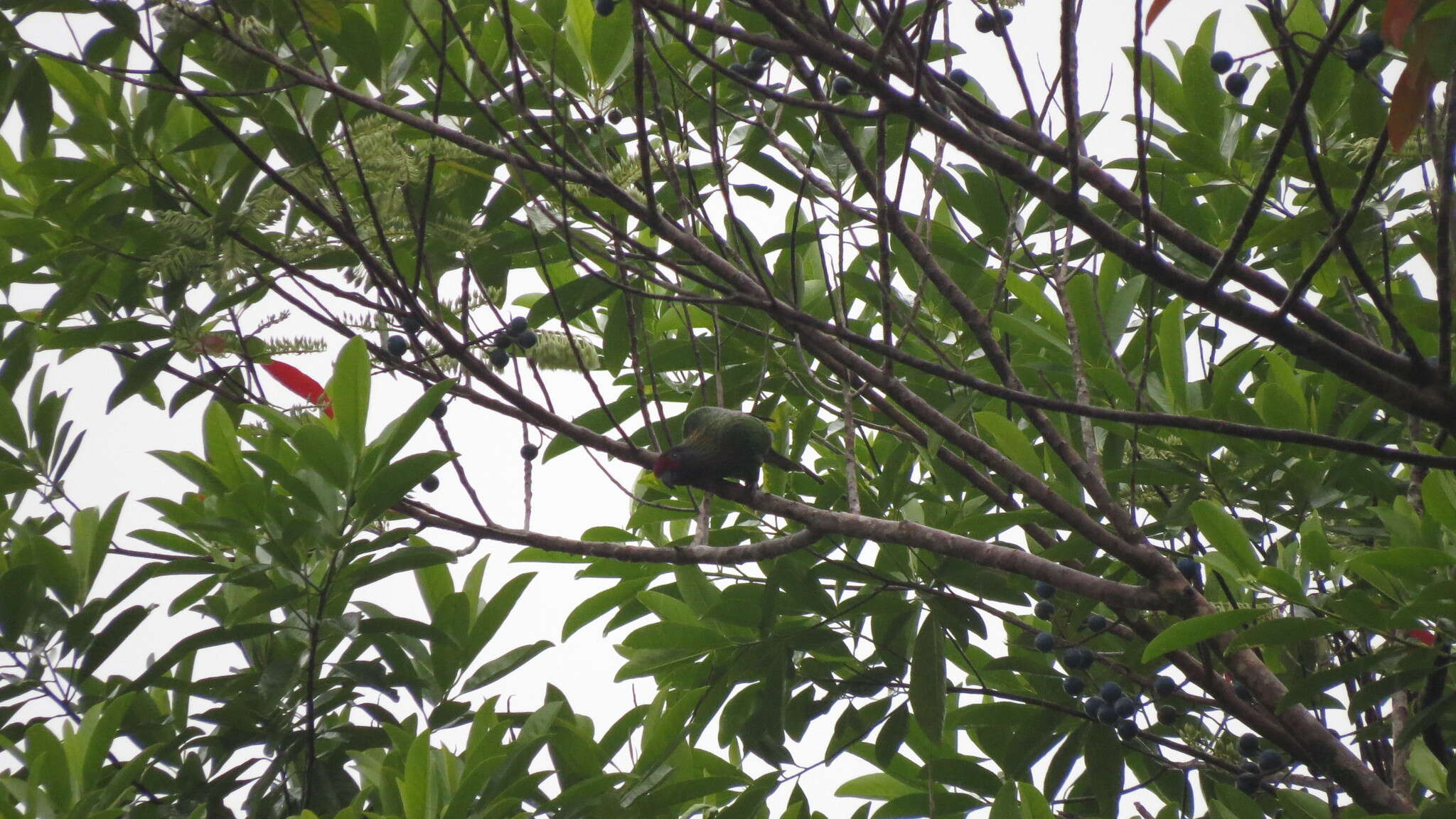 Image of Bronze, Cardinal and Dusky Lories