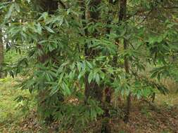 Image of giant chinquapin