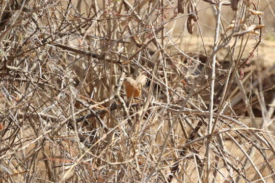 Image of Rufous Chatterer