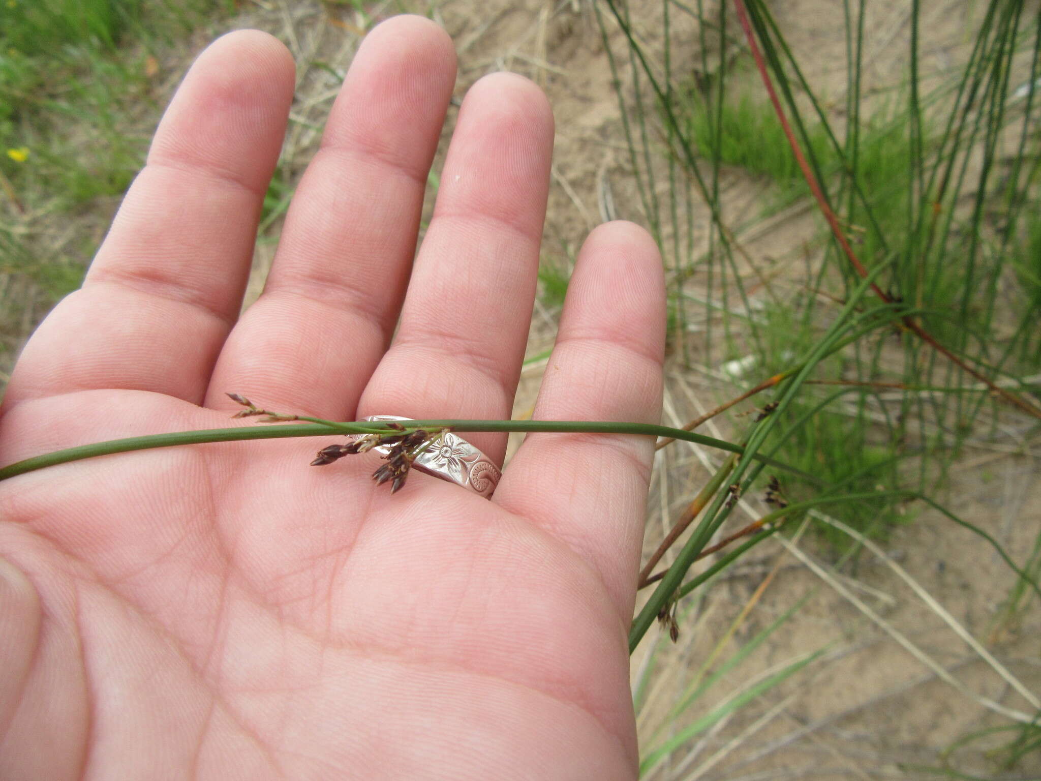 Image of mountain rush