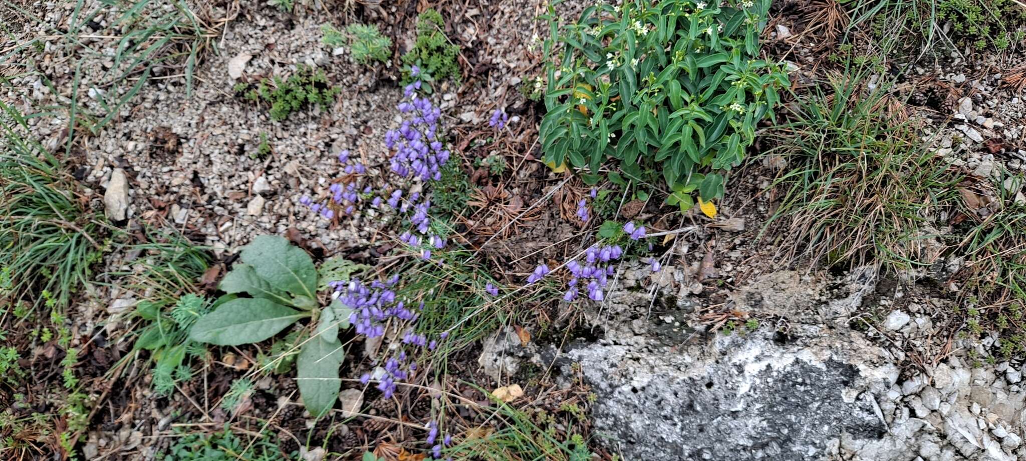 Image of Campanula cespitosa Scop.