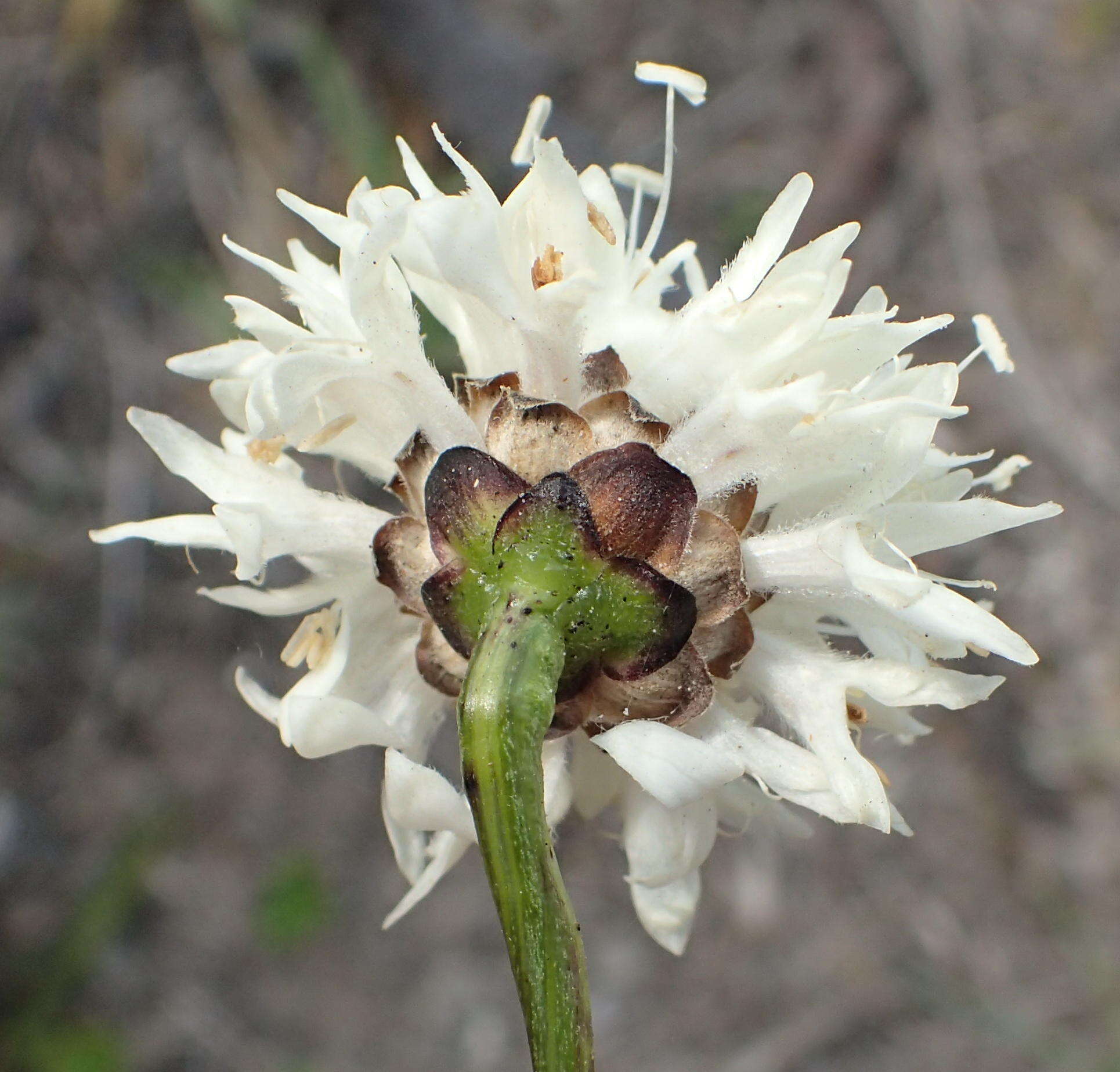 Image of Cephalaria humilis (Thunb.) Roem. & Schult.