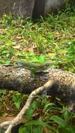 Image of Common Monkey Lizard