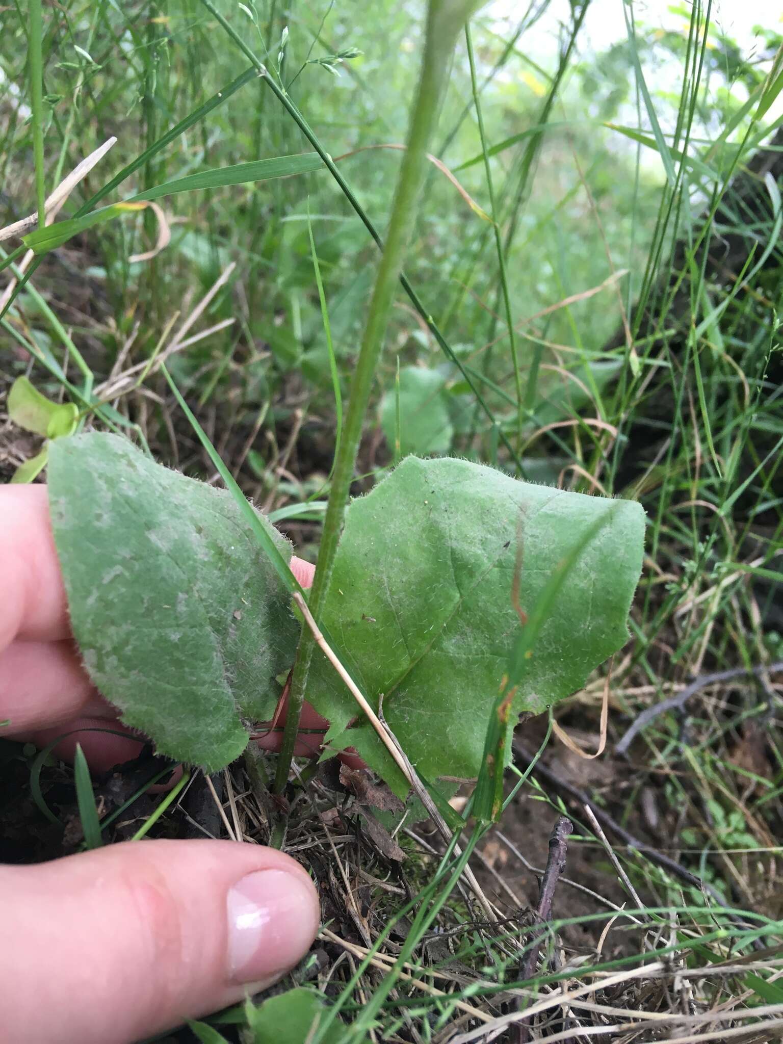 Image of Hieracium murorum subsp. murorum