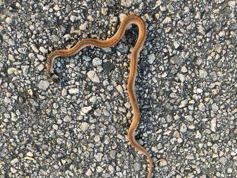 Image of Florida brown snake