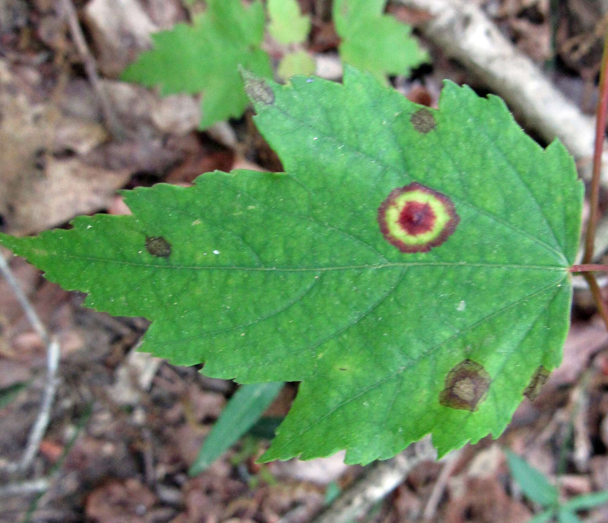 Image of Ocellate Gall Midge