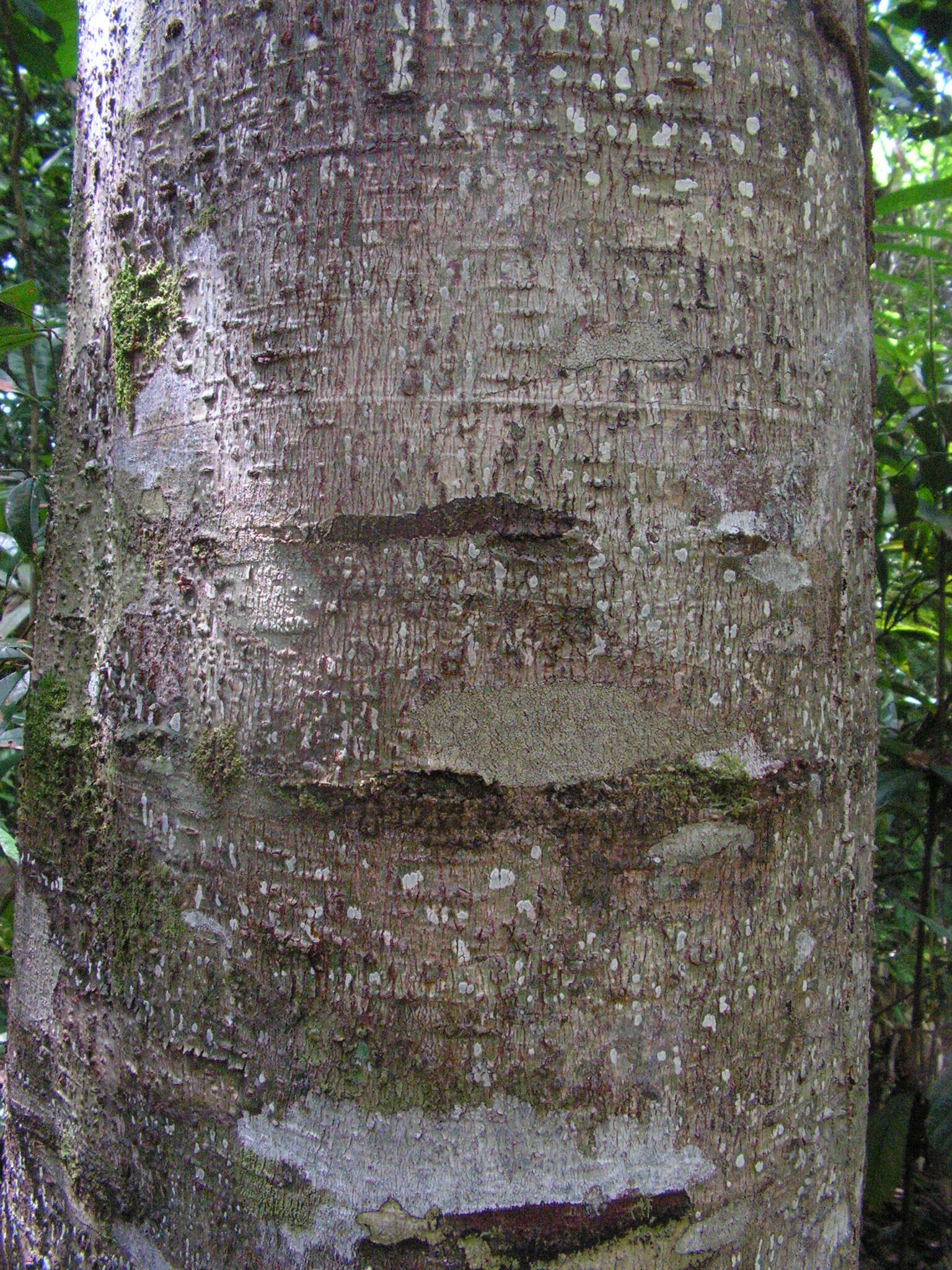 Image de Pourouma guianensis Aubl.