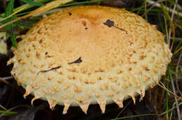 Pholiota squarrosa (Vahl) P. Kumm. 1871 resmi