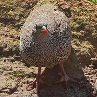 Image of Natal Francolin