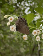 Image of <i>Satyrium <i>calanus</i></i> calanus