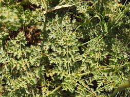 Image of Thapsia foetida L.