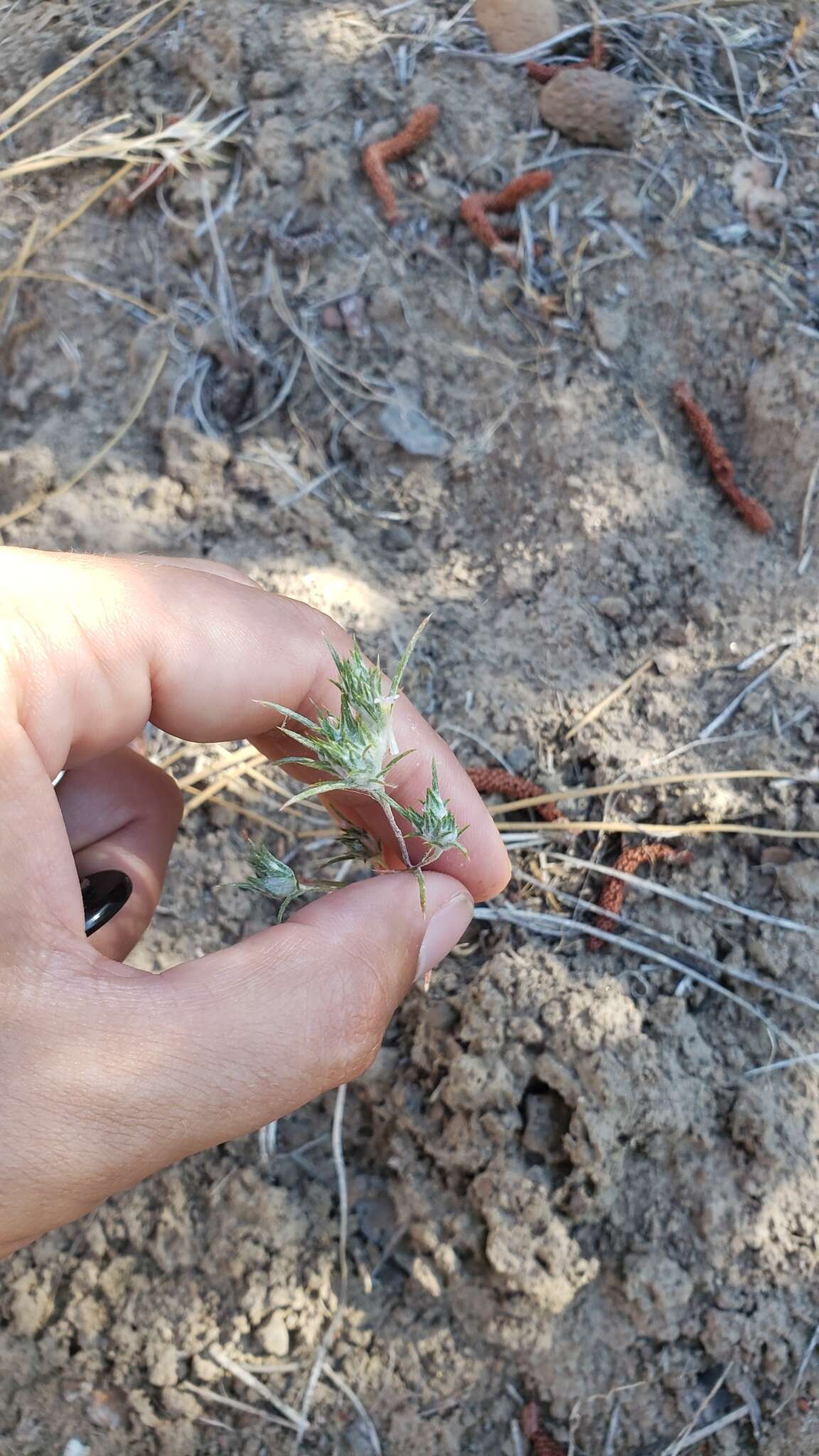 Imagem de Eriastrum brandegeae Mason