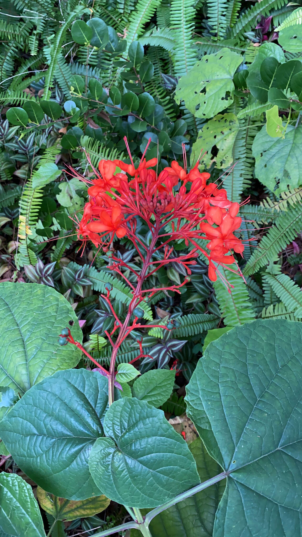 Imagem de Clerodendrum speciosissimum Drapiez