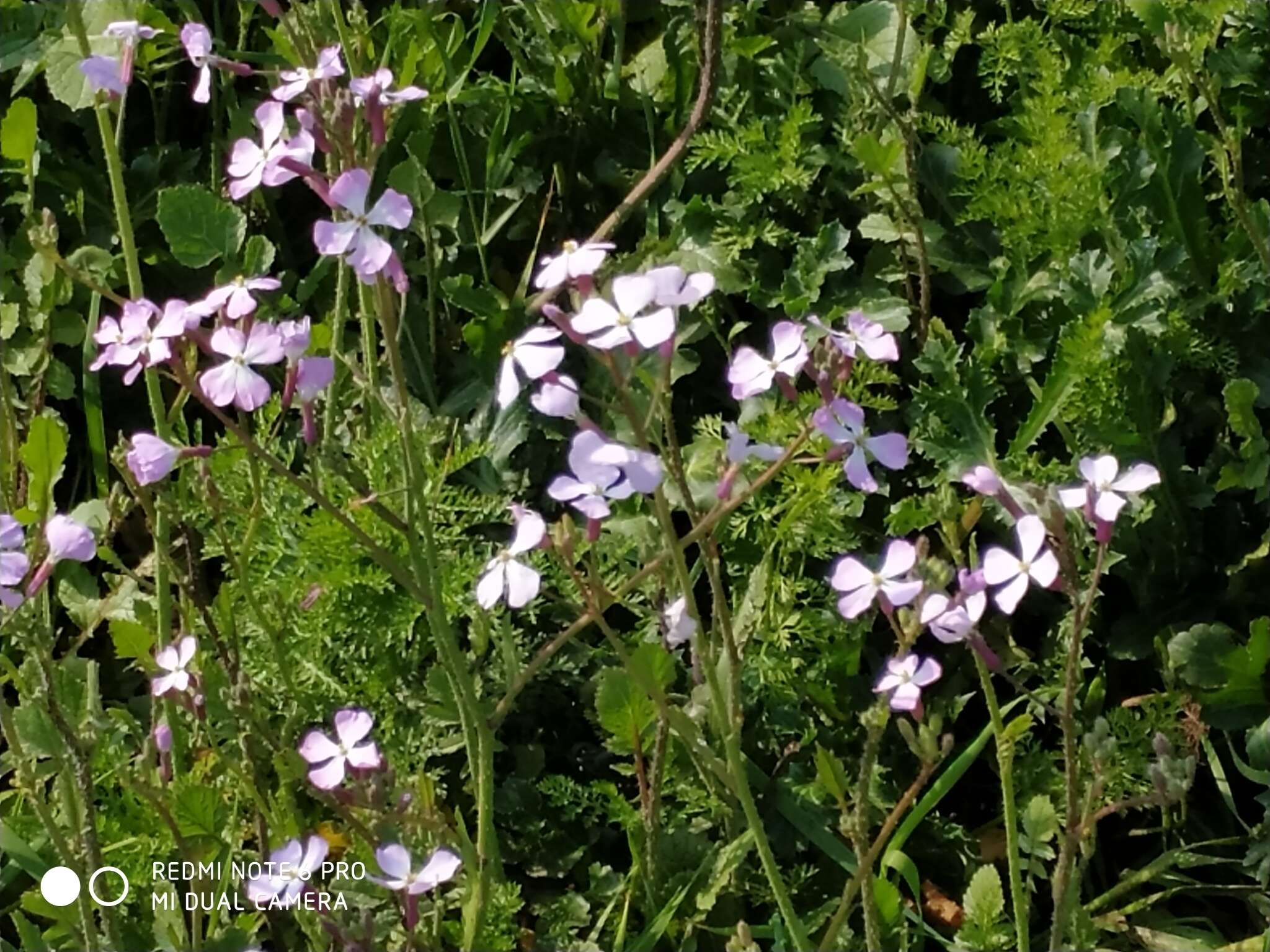 Image of Raphanus raphanistrum subsp. rostratus (DC.) Thell.