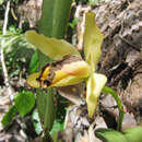 صورة Cattleya luteola Lindl.