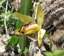 Image of Cattleya luteola Lindl.