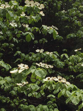 Image of Pacific dogwood