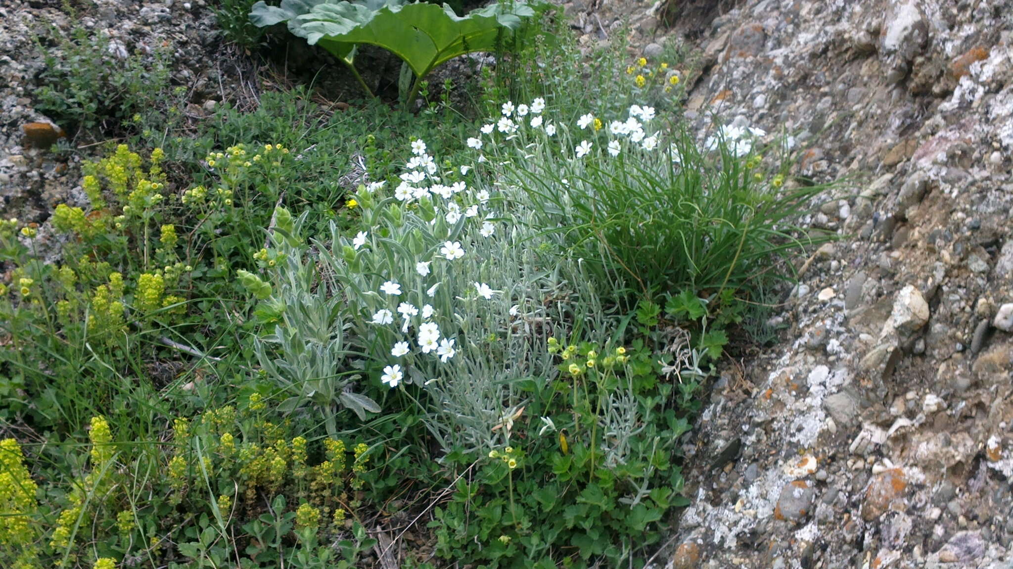 Imagem de Cerastium biebersteinii DC.