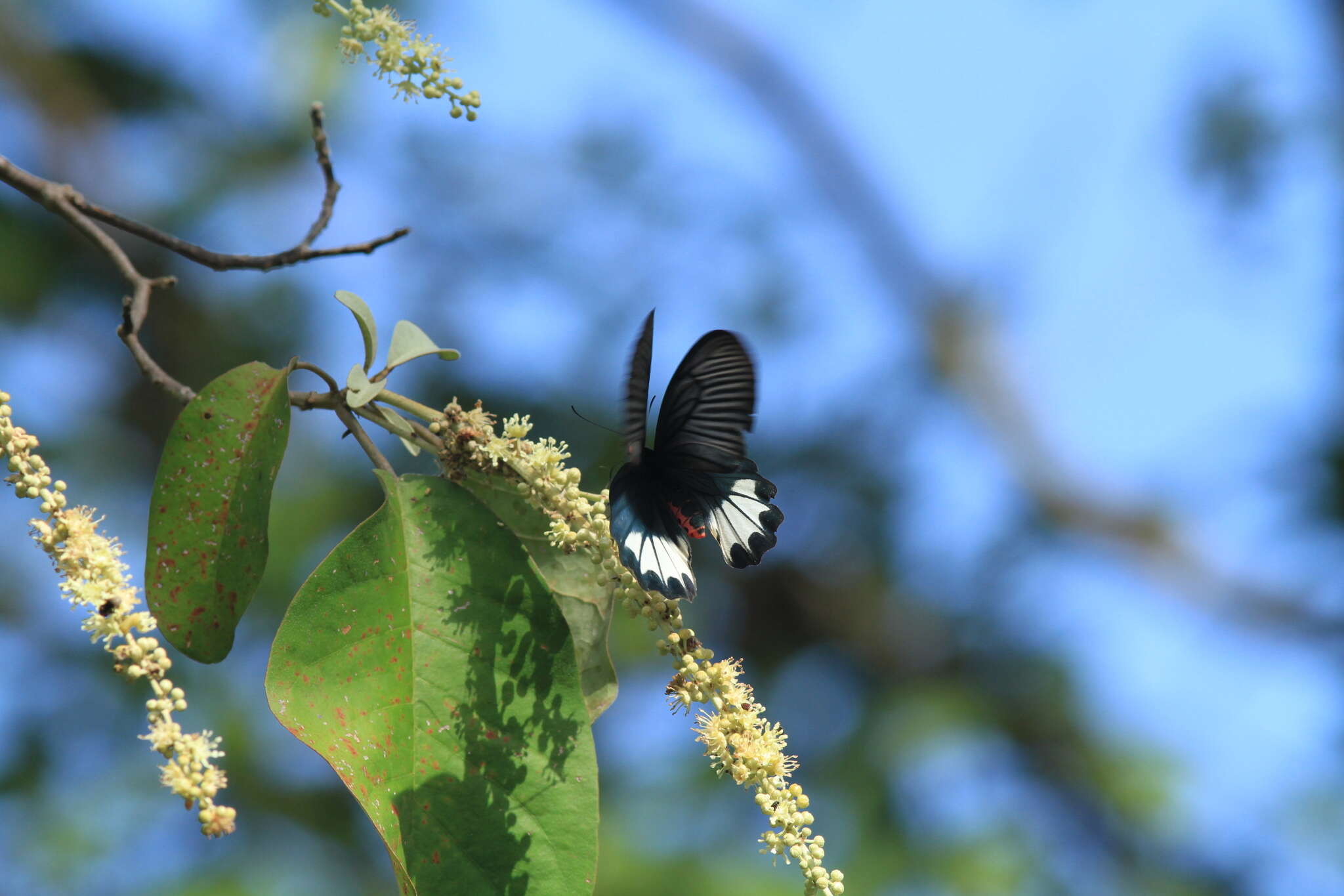 Image of Atrophaneura zaleucus (Hewitson 1865)