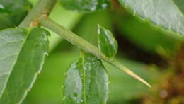 Image of Prinsepia scandens Hayata