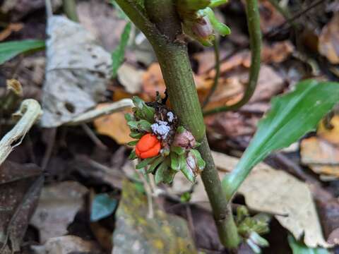 Image de Amischotolype glabrata Hassk.