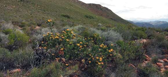 Image of Leucospermum utriculosum Rourke