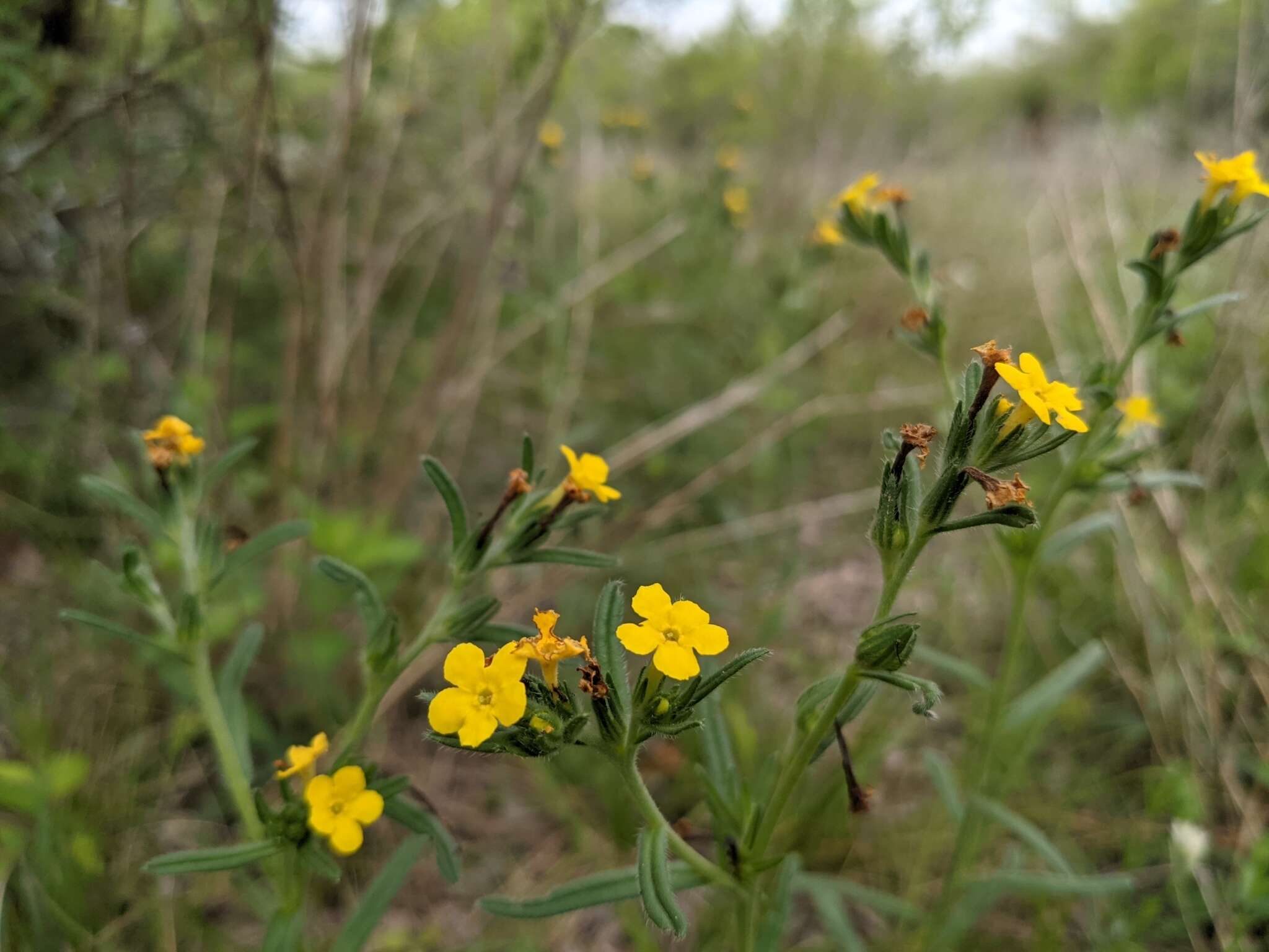 Image of San Antonio stoneseed