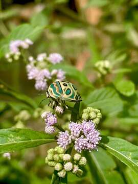 Image of <i>Sphaerocoris annulus</i>