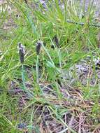 Image of marsh foxtail