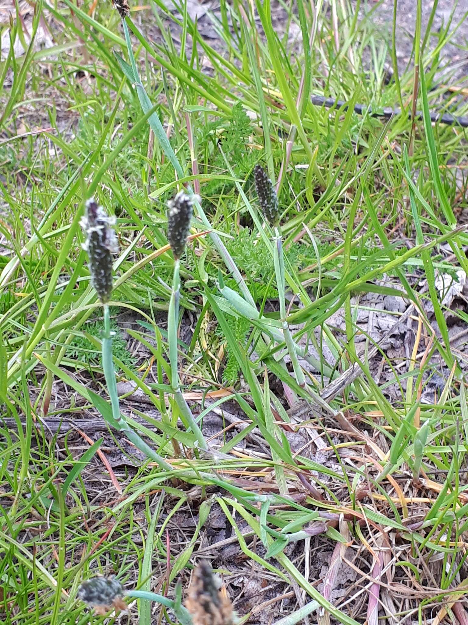 Image of marsh foxtail