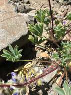 Imagem de Lupinus flavoculatus A. Heller