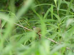 Image of Hill Prinia